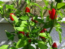 Sweet Pepper